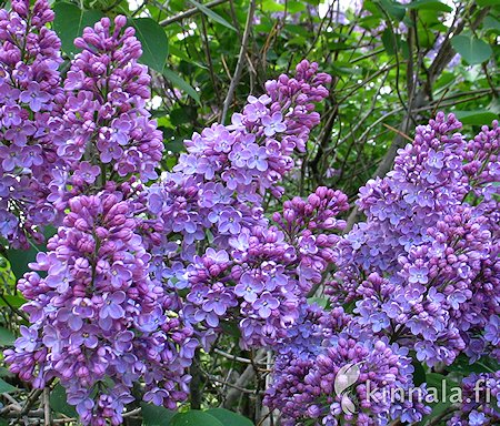 Syringa vulgaris 